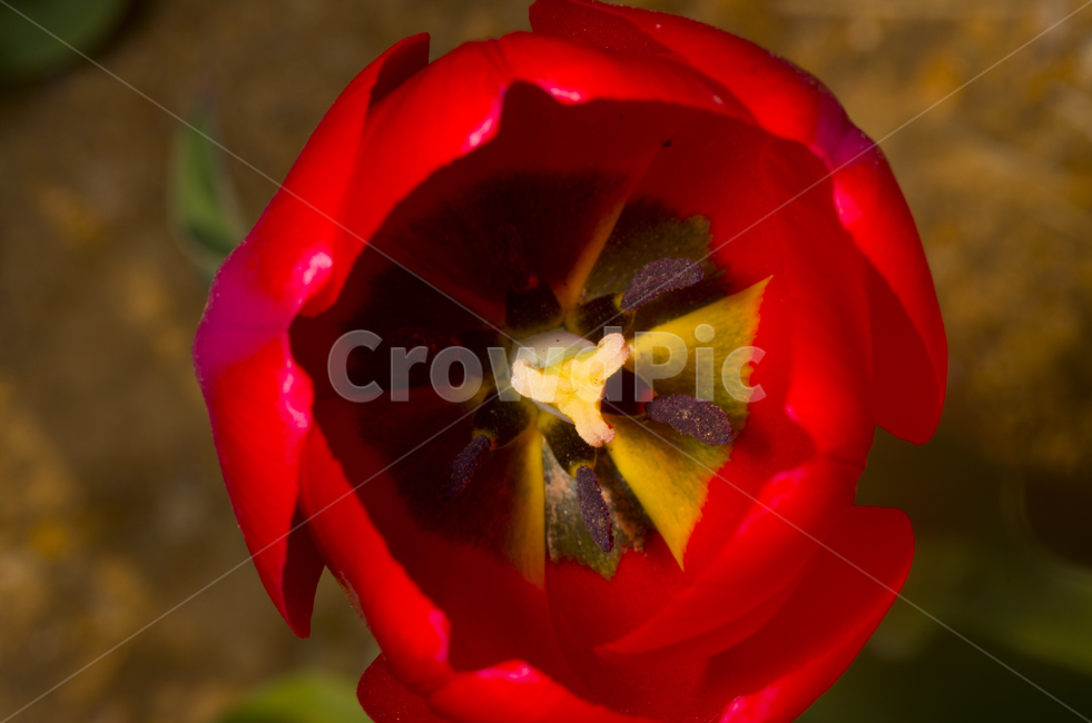 꽃술,튤립,튜울립,tulip,빨간꽃,꽃송이,빨강꽃,꽃,빨강,빨간튤립