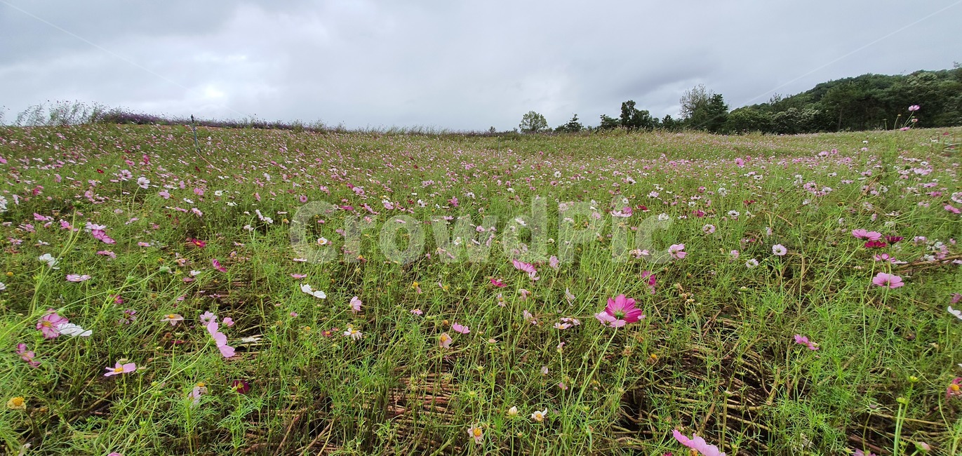 garden,flower,plant,summer,spring,green,white,beauty,floral,pink,season,beautiful,background,blossom,petal,bright,colorful,growth,blooming,leaf,park,grass,botany,natural,flora,fresh,outdoor,bloom,grassland,outdoors,옥외,field,들,nature,자연,farm,농장,countryside,rural,농촌,meadow,목초지