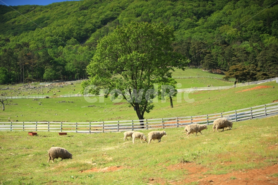 목장,양,무등산,자연,풍경,동물,animal,포유류,mammal,산업,industry,industrial,목축업,목장,livestock farming,ranching,pasture