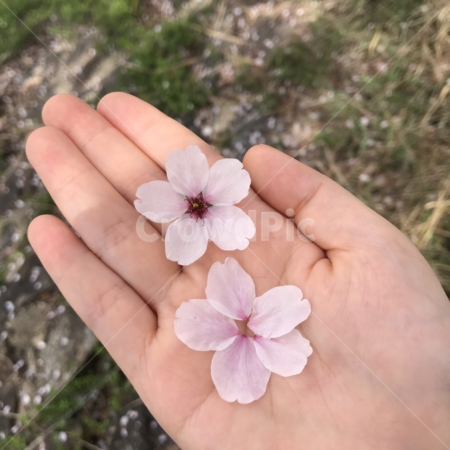 plant,식물,blossom,꽃,flower,꽃잎,petal,봄,spring,hand,손