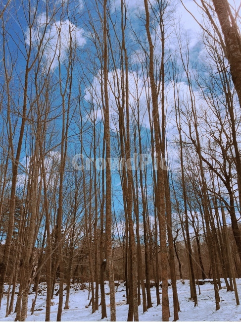 겨울,숲,눈,하늘,산책
