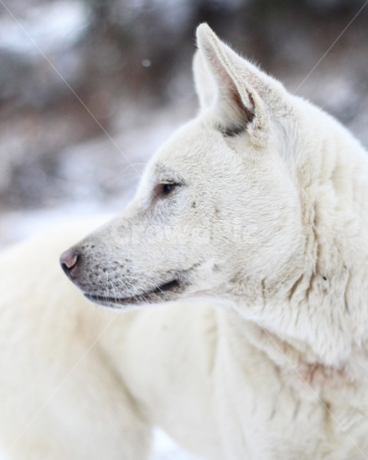 dog,개,멍멍이,시골개,동물,동물,animal,포유류,mammal,개,강아지,dog,doggy