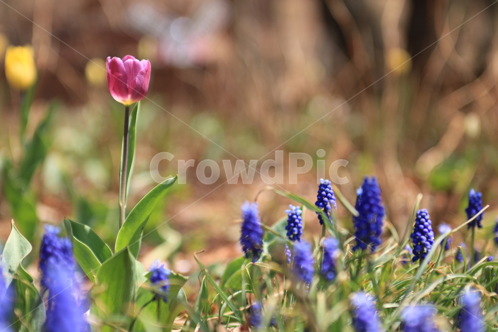 경기도,부천시,생태공원,꽃,튜울립,식물,자연,plants,nature,꽃,flower