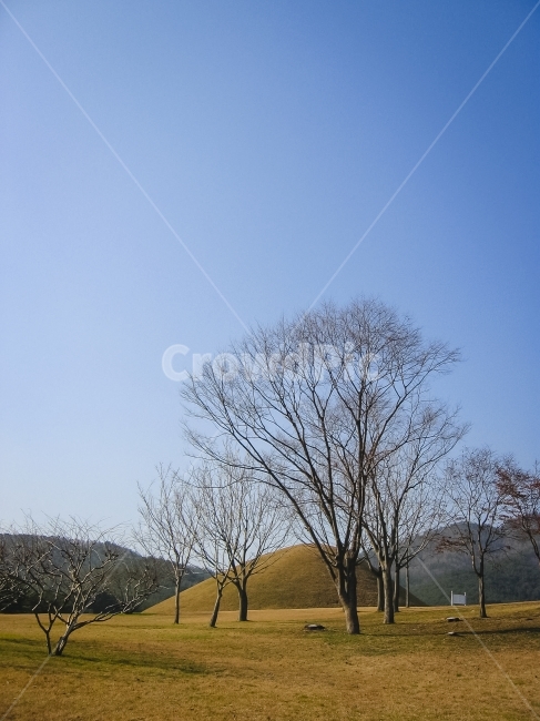 왕릉,나무,들,잔디,누런색,한국,경주,royaltomb,자연,풍경,nature,landscape,한국자연풍경,한국자연경관,korea nature landscape,한국전통,한국문화,korean traditional,korean culture,랜드마크,landmark,tourist attraction,한국랜드마크,한국관광지,한국명소,korea landmark,korea tourist attraction,grassland,목초지,outdoors,옥외,field,mound,투수판