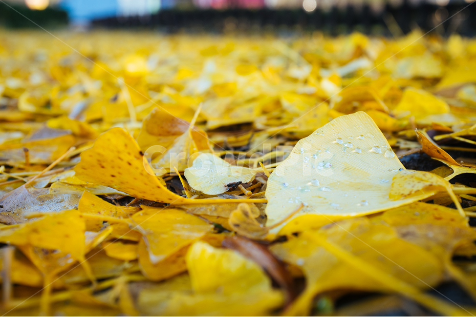 은행나무,은행잎,노란잎,가을나무,고목,가을,계절,fall,autumn,season,leaf,잎,plant,식물