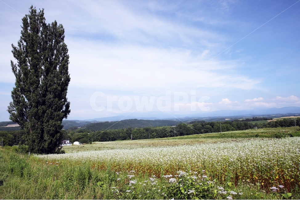 field,들,목초지,nature,outdoors,옥외,자연,tree,나무,grassland,plant,식물,자연,풍경,nature,landscape