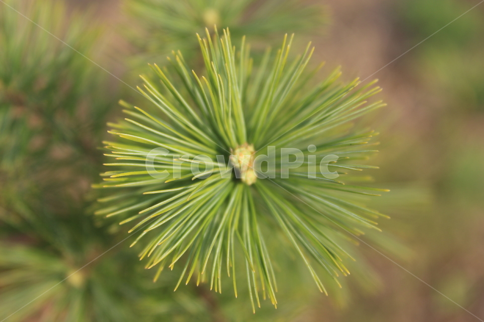 봄,소나무,소나무순,pine,솔잎