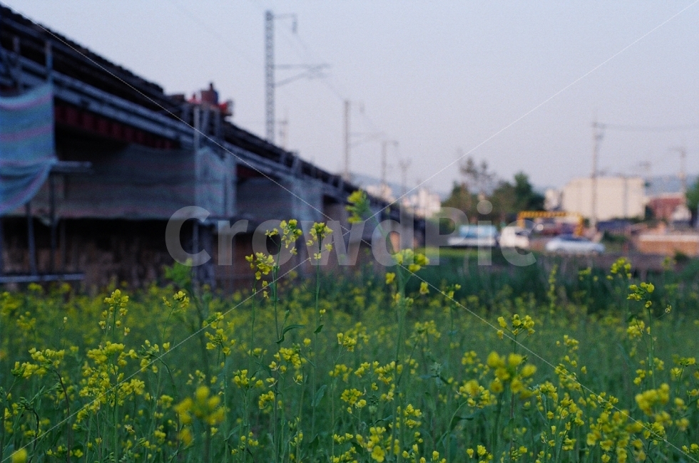 필름사진,니콘,철길,감성,자연,유채,식물,자연,plants,nature,꽃,flower,감성,sensible,feeling