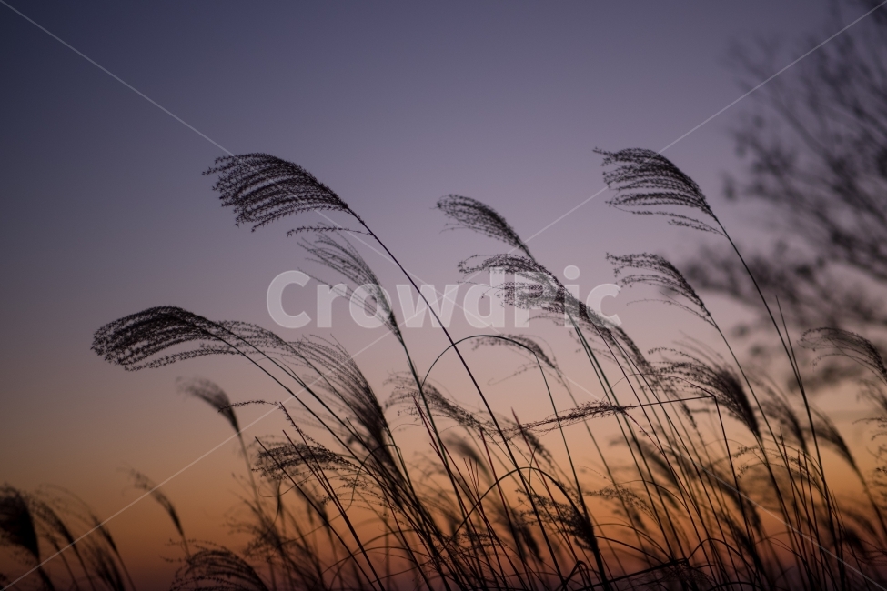 겨울,하늘공원,억새,저녁,일몰,상암,상암동,가을,계절,fall,autumn,season,식물,자연,plants,nature,감성,sensible,feeling,plant,grass,잔디,lawn,reed,갈대