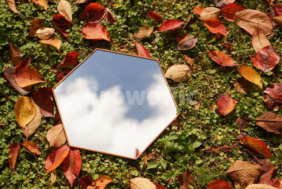 한국,가을,낙엽,단풍,가을하늘,거을,하늘,sky,fall,season,이끼,자연,행복,가을,계절,fall,autumn,season,사물,물건,오브젝트,thing,object,matter,leaf,잎,plant,식물,ground,바닥