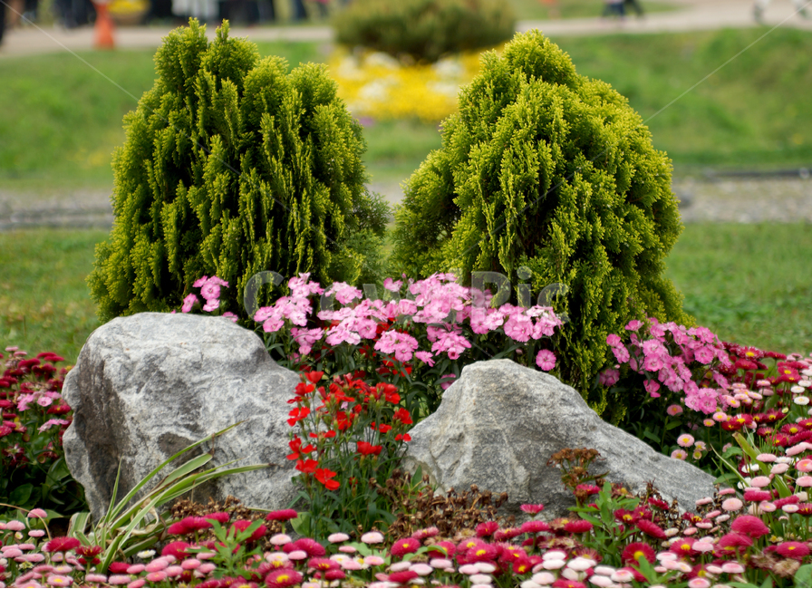 구리시,유채축제,진달래,분재,아웃포커스,식물,자연,plants,nature,꽃,flower