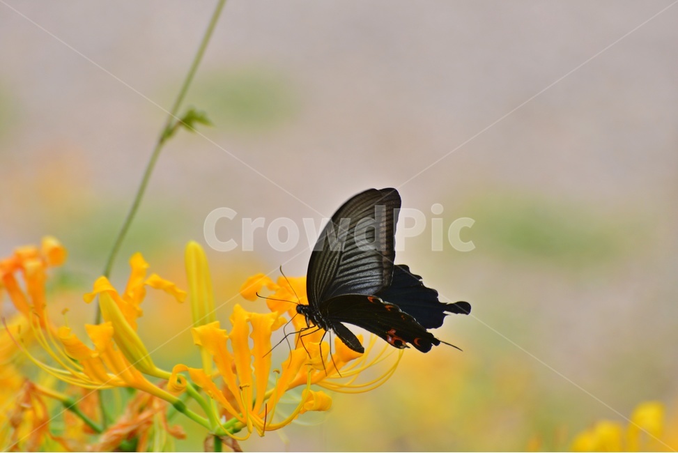 plant,식물,blossom,flower,꽃,꽃무릇,나비,호랑나비,식물,자연,plants,nature,꽃,flower,곤충,벌레,insect,bug