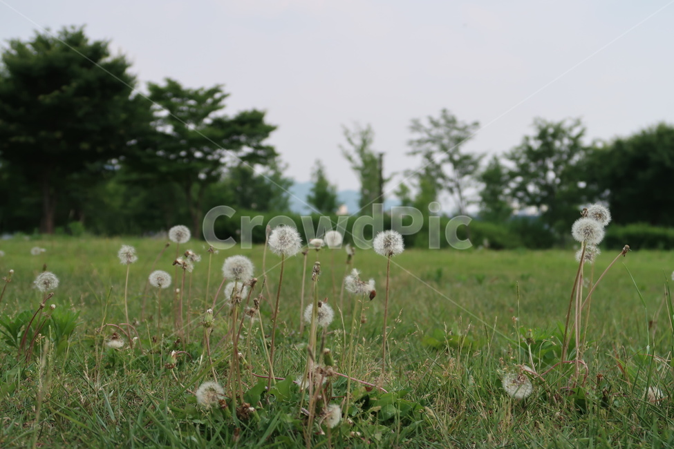풀,민들레,꽃,여름,산책,flower,식물