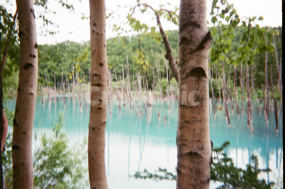 tree,나무,plant,식물,호수,청의호수,자연,나무,trees,wood