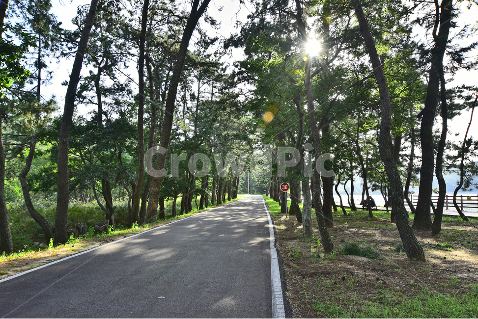 pine tree,forest,coastal walkway,backlight,beach scenery,trail,theseashore,healing,Sorokdo,beach road,road,sight,Korean natural scenery,sea pine,quiet,Handrail,human,chip leaf tree,pine forest,pinetree,island,tree,theseaside,asphalt,Pine tree road,water,c