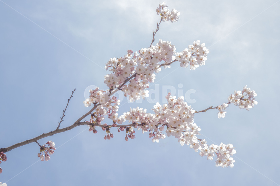 꽃,봄,봄꽃,벚꽃,벚꽃나무,꽃나무,봄,계절,spring,season,식물,자연,plants,nature,꽃,flower,plant,blossom