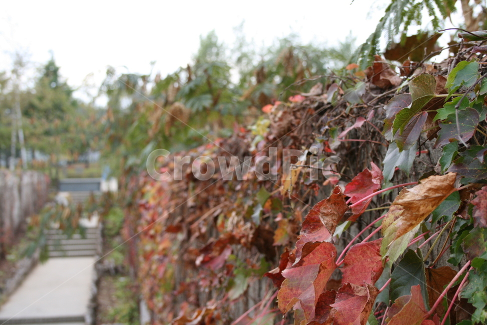 가을,넝쿨,단풍,식물,plant,공원,가을,계절,fall,autumn,season,자연,풍경,nature,landscape,leaf,잎