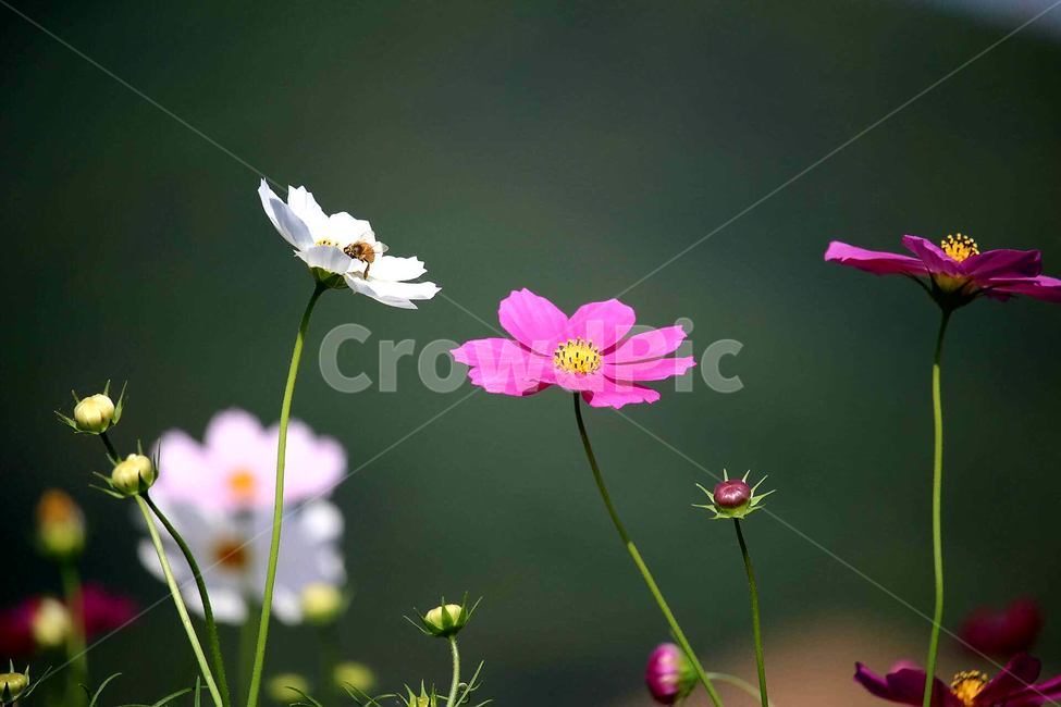 코스모스,가을,배경화면,바탕화면,벌,식물,자연,plants,nature,꽃,flower