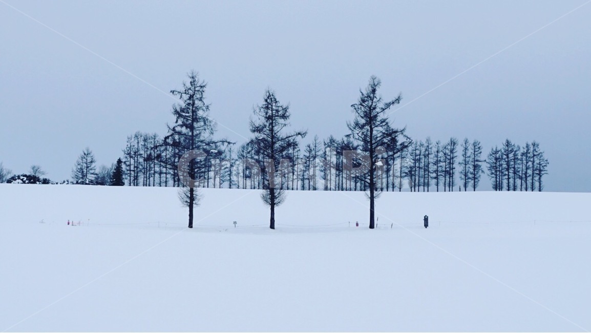 일본,홋카이도,비에이,눈,japan,hokkaido,biei,snow,겨울,계절,winter,season,자연,풍경,nature,landscape,해외,외국,세계,foreign,oversea,world,세계자연풍경,해외자연풍경,외국자연풍경,world nature landscape,식물,plants,나무,trees,wood,tree,plant,abies,아비,fir,전나무,outdoors,옥외