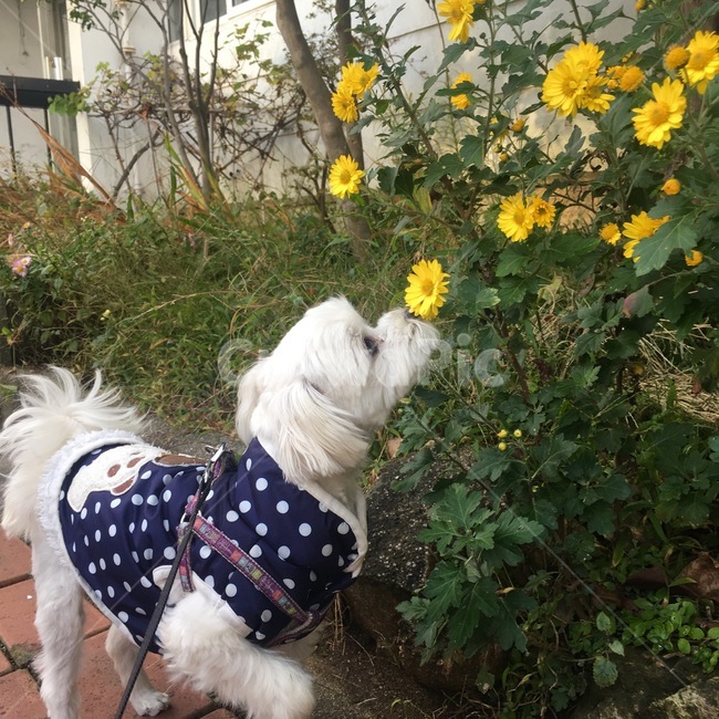 pet,dog,애완동물,개,꽃,flower