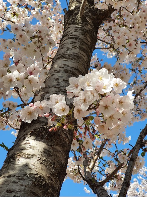 벚꽃,식물,꽃,flower,나무