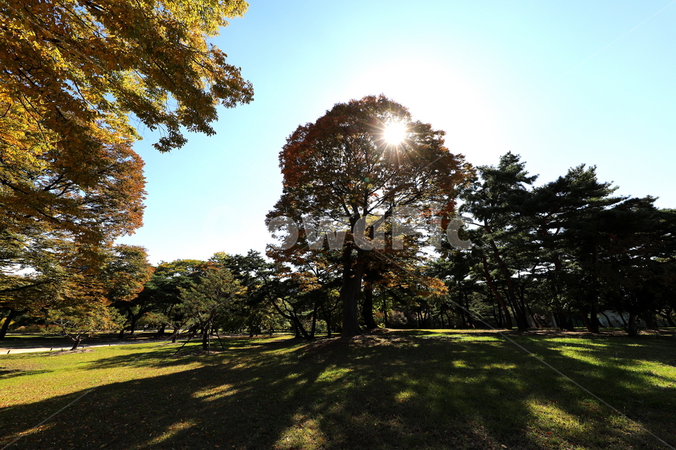 가을,계절,식물,나무,풍경,가을,계절,fall,autumn,season,자연,풍경,nature,landscape,flare,플레어,light,빛,plant,tree