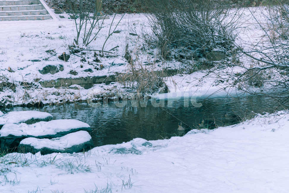 오리,눈,겨울,배경화면,landscape,nature,자연,winter,함박눈,화이트,동물