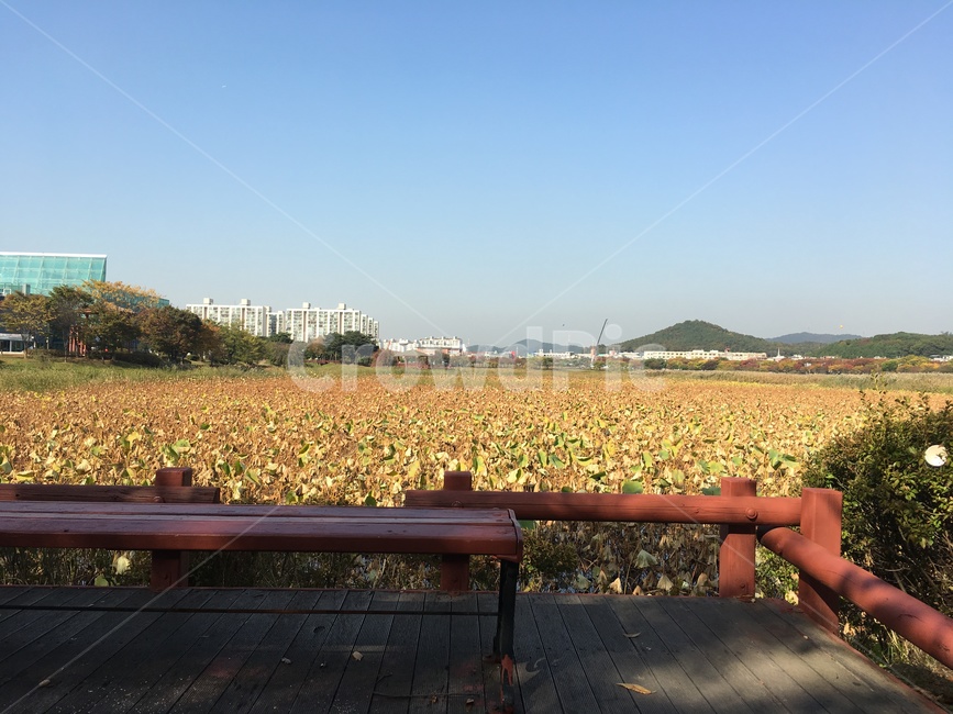 사랑,의자,낙엽,갈대,연꽃,하늘,산,구름,맑음,가을,계절,fall,autumn,season,도시,풍경,city,landscape,한국도시풍경,한국도시경관,korea cityscape