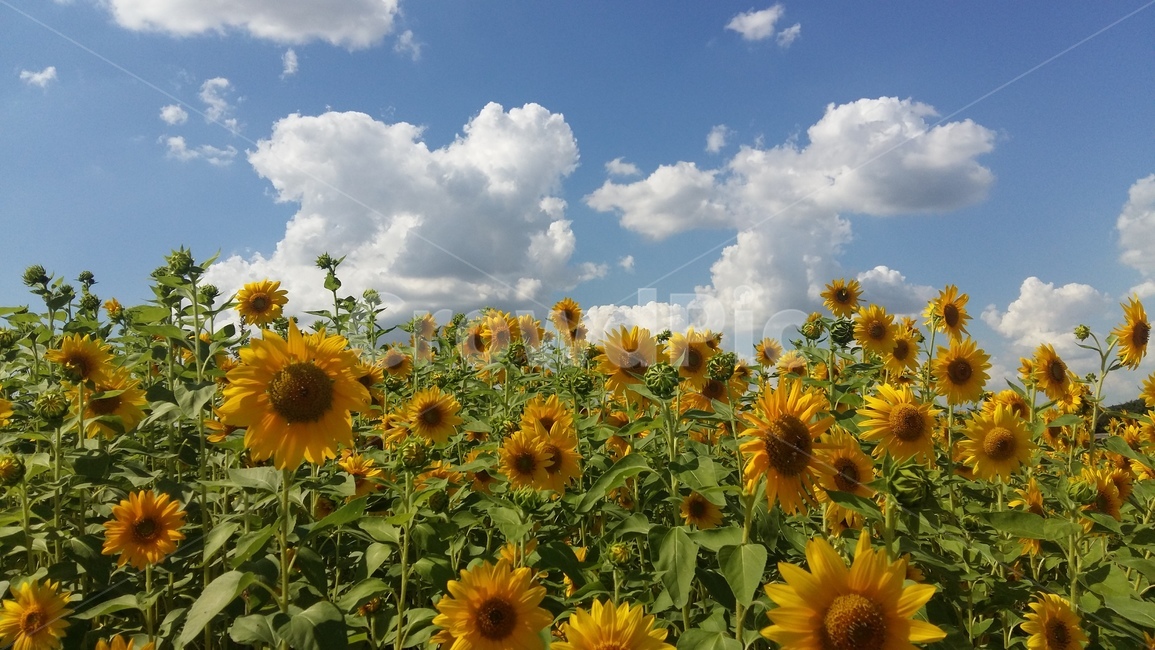 해바라기,꽃,하늘,가을,구름,자연,풍경,nature,landscape,식물,plants,꽃,flower,plant,blossom