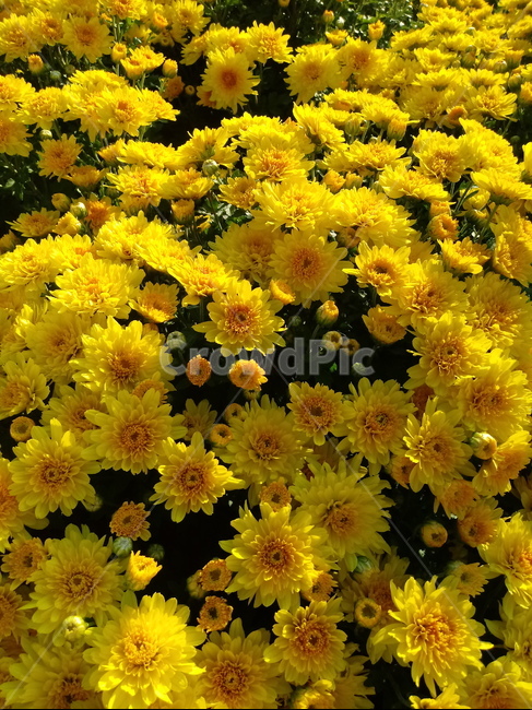 식물,국화,노란색꽃,plant,꽃,chrysanthemum,다년생초본식물,국화꽃,식물,자연,plants,nature,꽃,flower