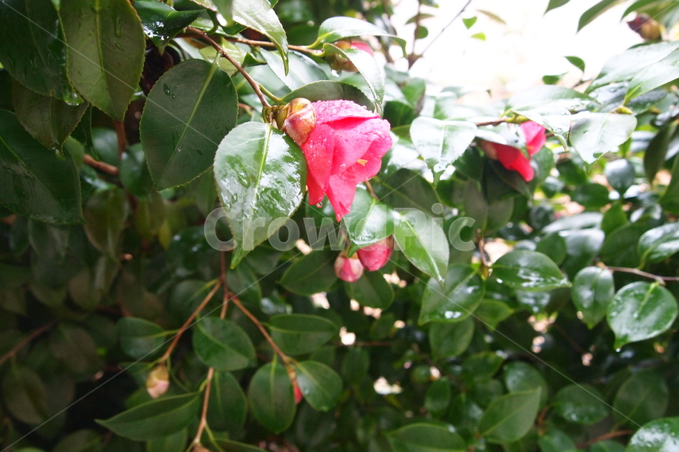 동백,꽃,동백나무,이슬,동백꽃,식물,자연,plants,nature,꽃,flower