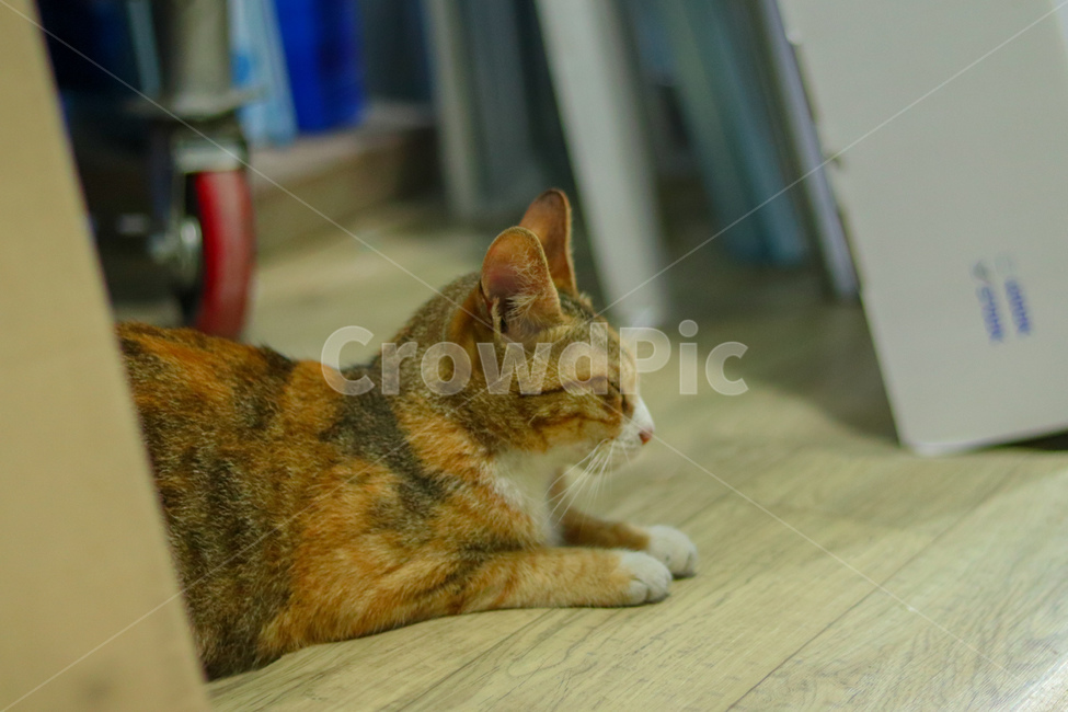 고양이,냐옹이,야옹이,cat,길고양이,straycat,동물,animal