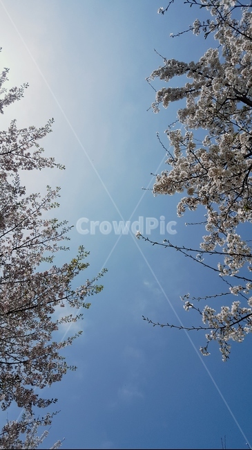 풍경,하늘,벚꽃,파란색,꽃,봄,계절,spring,season,자연,풍경,nature,landscape,plant,식물