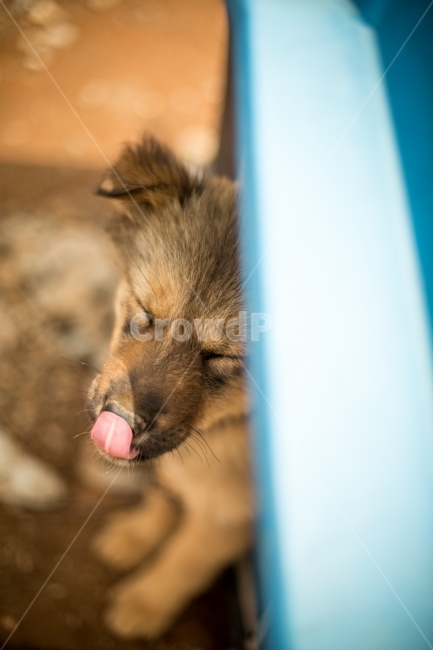 강아지,멍멍이,반려견,동물,사랑,색감,감성,감성사진,동물,animal,포유류,mammal,개,강아지,dog,doggy