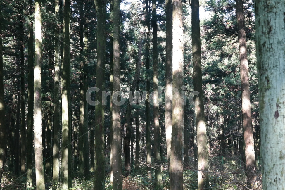 숲,나무,풀,햇빛,자연,나무들,숲길,산,그린,초록색,날씨,빛,자연,풍경,nature,landscape,식물,plants,나무,trees,wood,tree,plant,vegetation,초목,forest,land,땅,outdoors,옥외,woodland,삼림지
