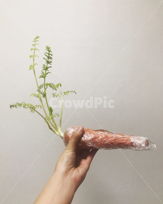 당근,식물,손,사람,채소