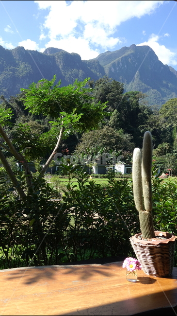 outdoor,야외,plant,식물,선인장,산,산맥,자연,nature,mountain,여름