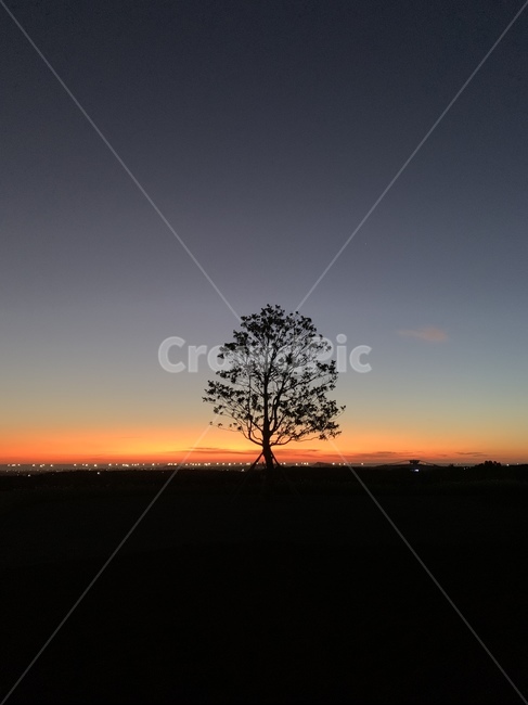 나무,노을,석양,한그루,식물