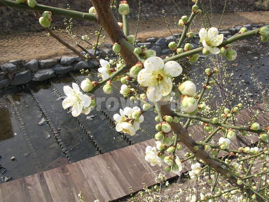 flower,꽃,봄꽃,봄,spring,springflowers,식물,자연,plants,nature,꽃,flower