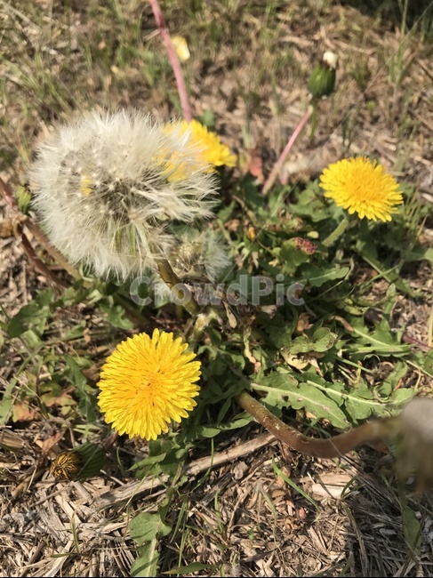 꽃,flower,민들레,dandelion,봄,spring,식물,자연,plants,nature,꽃,flower