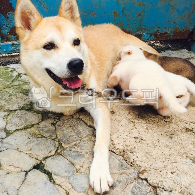 반려견,반려동물,진돗개,풍산개,시골,시골개,새끼,자연,dog,개,mammal,포유류,animal,동물,pet,애완동물