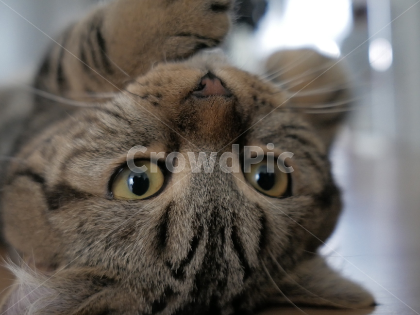고양이,동물,얼굴,표정,개냥이,호기심,애교,귀여운,동물,animal,포유류,mammal,고양이,cat,kitten,kitty