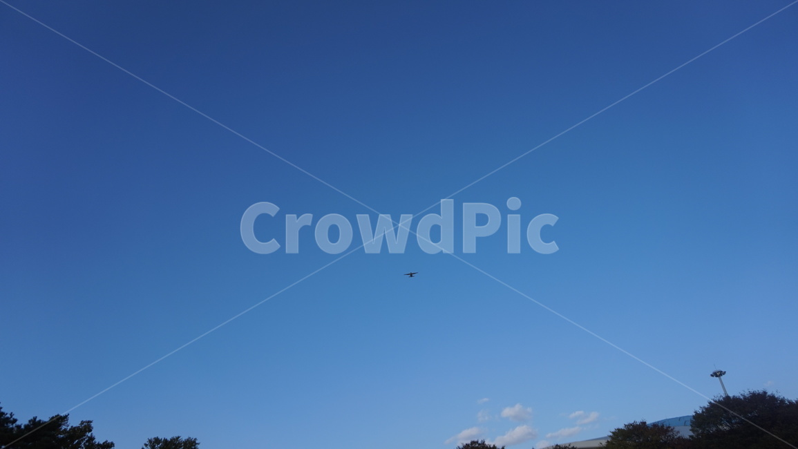 하늘,sky,새,자연,자유,free,bird,blue