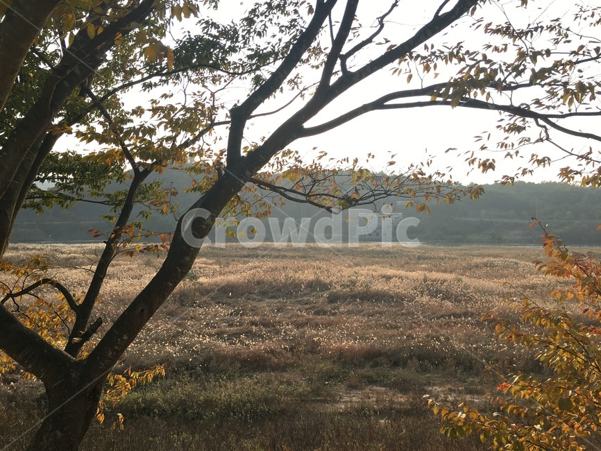 가을,단풍,낙엽,바람,쓸쓸함,계절,풍경,자연