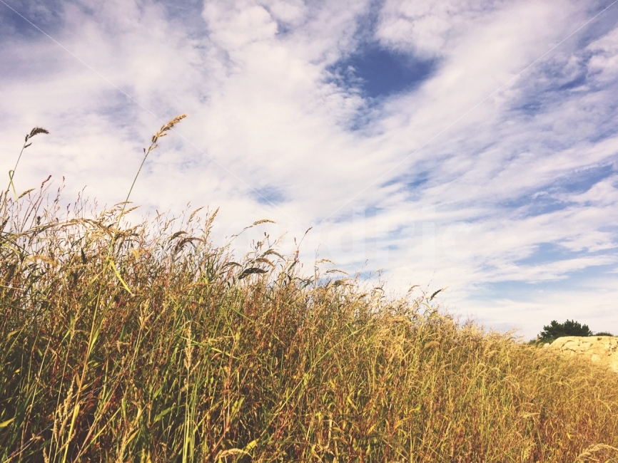 갈대,푸른,하늘,흰,구름,자연,풍경,nature,landscape,가을,계절,fall,autumn,season,grass,잔디,plant,식물