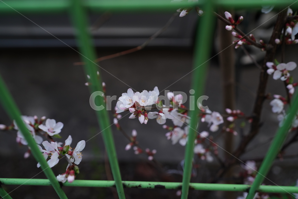 벚꽃,봄꽃,봄,계절,느낌,감성,색감,화이트,꽃,플라워,생물,식물,flower,생명,식물,자연,plants,nature,꽃,flower