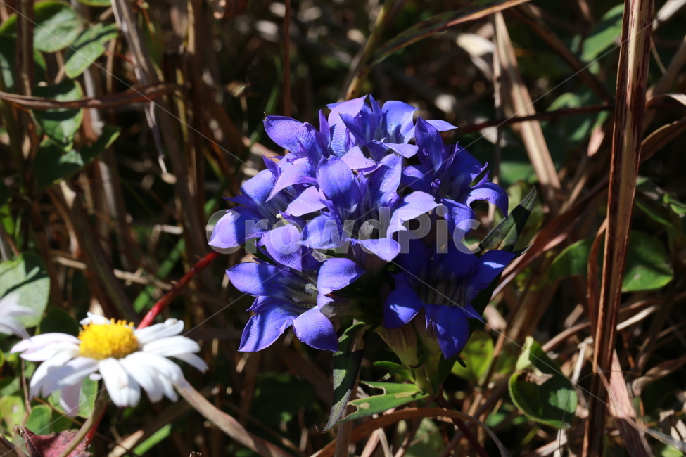 야생화,용담,들꽃,꽃,봄,식물,자연,plants,nature,꽃,flower