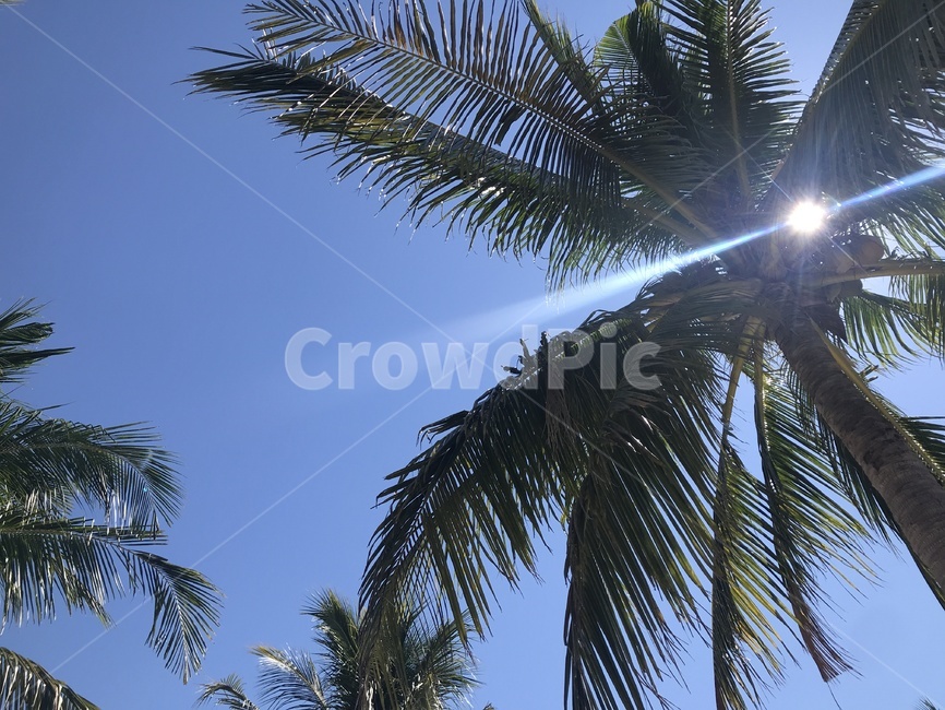 야자수,여름,해변,바다,필리핀,palmtree,summer,beach,ocean,sea,water,philipines