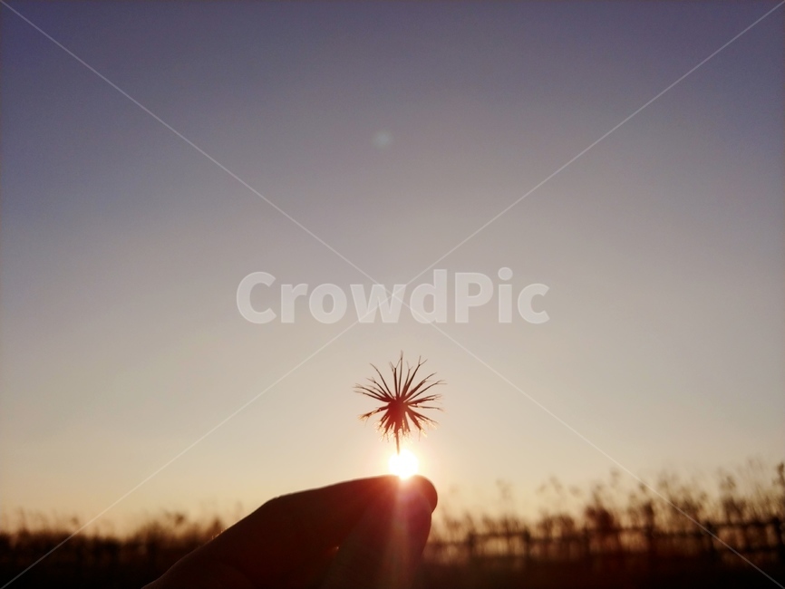 노을,도깨비바늘,저녁,해질녘,노을꽃