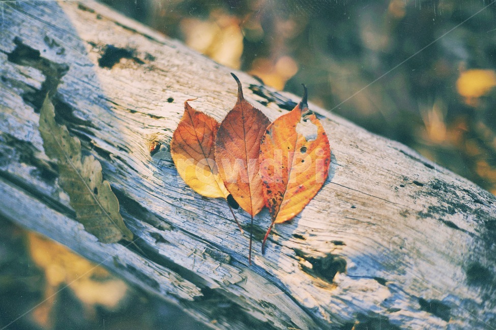 가을,낙엽,나무,필름사진,필름,감성,갈색,나뭇잎,가을,계절,fall,autumn,season,감성,sensible,feeling,leaf,잎,plant,식물,tree
